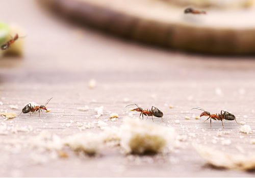 Fourmis sur un comptoir.